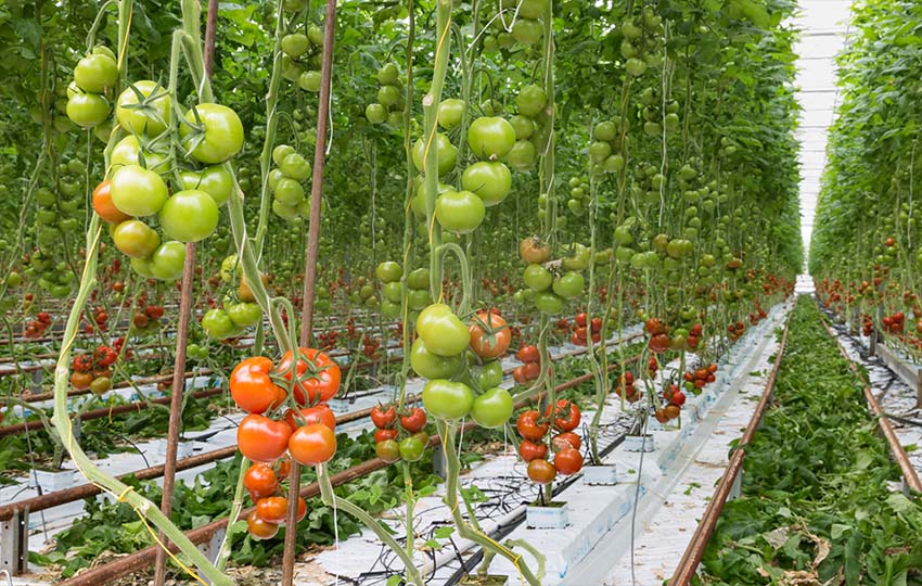 Greenhouse Solutions