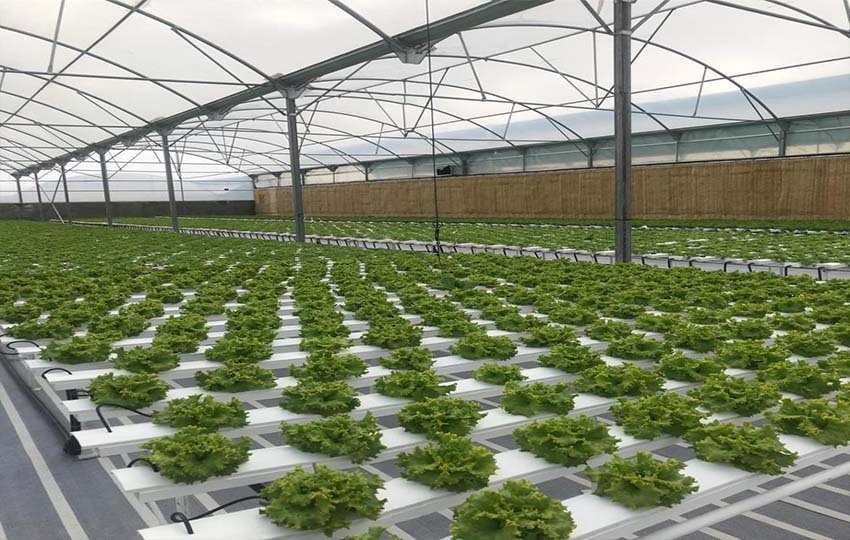 Hydroponic Products